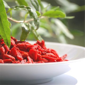 Goji - Ferme de Sainte Marthe Bio