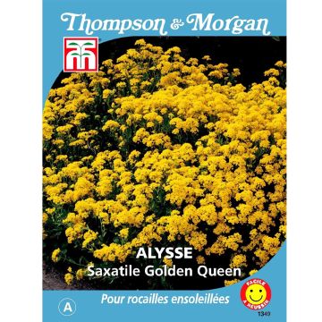 Alyssum saxatile Golden Queen em sementes