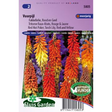 Kniphofia uvaria Rouge et Jaune em sementes