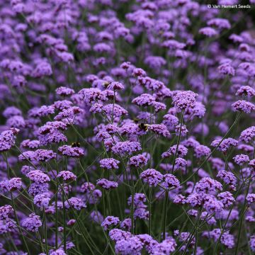 Verbena bonariensis Vanity em sementes Verbena bonariensis Vanity em sementes