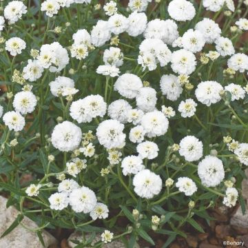 Achillea ptarmica Marshmallow em sementes - Milefólio