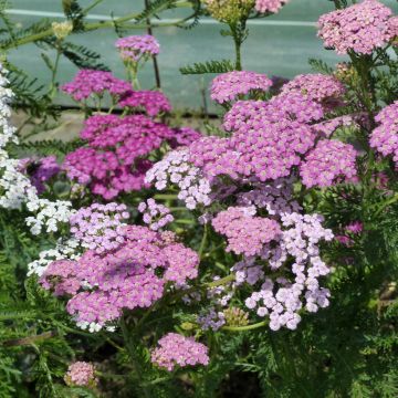 Achillea millefolium Cerise Queen em sementes