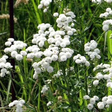 Achillea ptarmica Double Diamond em sementes