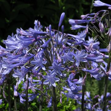 Agapanthus umbellatus Blue Umbrella em sementes