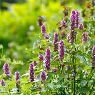 Agastache Arcado Pink em sementes