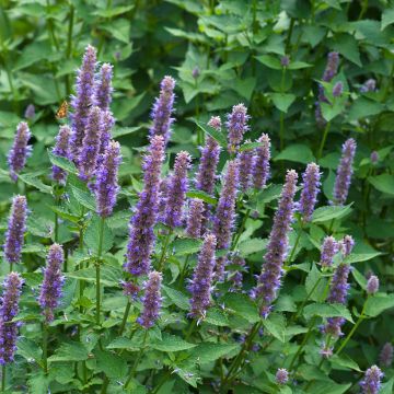Agastache foeniculum em sementes