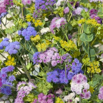 Ageratum houstonianum Timeless Mixed em sementes