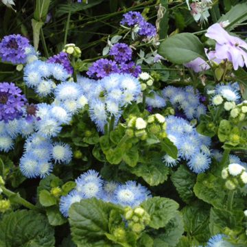 Ageratum Bavaria em sementes