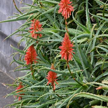 Aloe arborescens em sementes