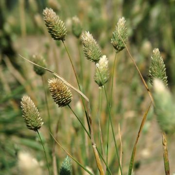 Phalaris canariensis em sementes