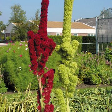 Amaranthus cruentus Fat Spike em sementes