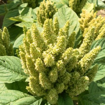 Amaranthus Green Thumb em sementes - Amaranto