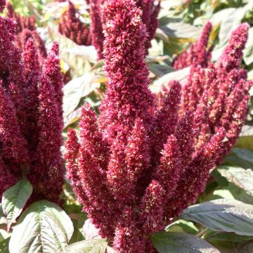 Amaranthus Pygmy Torch em sementes - Amaranto