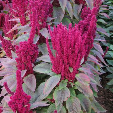Amaranthus cruentus Red Cathedral (Dôme Vermelho) em sementes