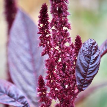 Amaranthus Velvet Curtains em sementes
