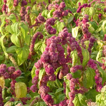 Amaranthus caudatus Mira em sementes