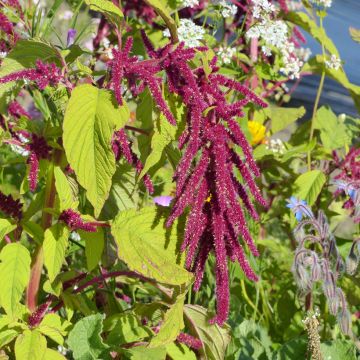 Amaranthus caudatus Red Cascade em sementes
