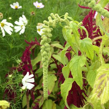 Amaranthus caudatus Pony Tails Mixed em sementes