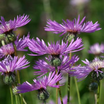 Amberboa muricata em sementes