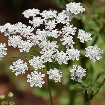 Ammi majus Queen of Africa em sementes Ammi majus Queen of Africa em sementes