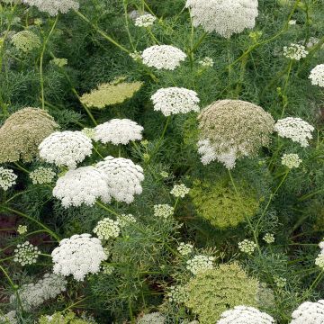 Ammi visnaga Green Mist White em sementes