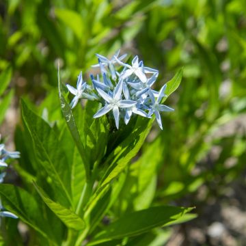 Amsonia tabernaemontana em sementes