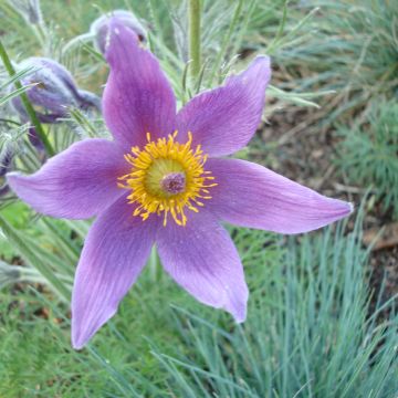 Pulsatilla vulgaris em sementes