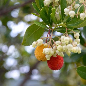 Arbutus unedo em sementes