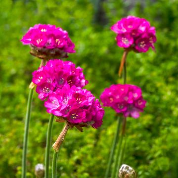 Armeria maritima Splendens em sementes