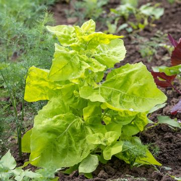 Erva armola Loiro sementes