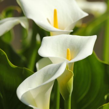 Zantedeschia aethiopica em sementes