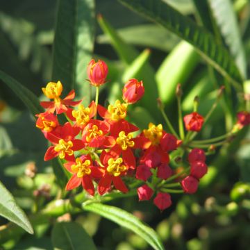 Asclepias curassavica Red Butterfly em sementes