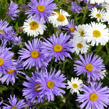 Sementes de Aster Alpino