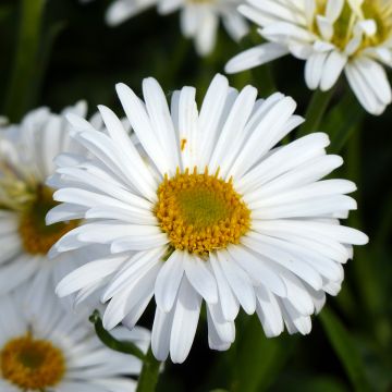 Áster alpinus White Beauty em sementes - Áster-alpino