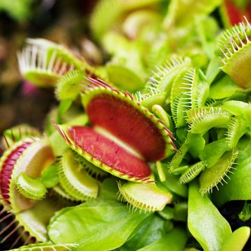 Dionaea muscipula em sementes