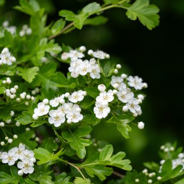 Crataegus monogyna em sementes