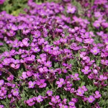 Aubrecia Leichtlinii Rosa em sementes