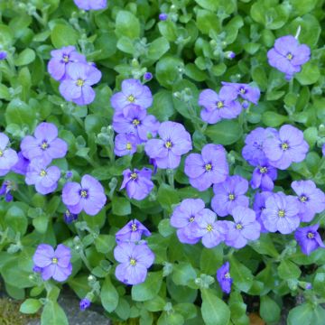Aubrecia  Royal Blue