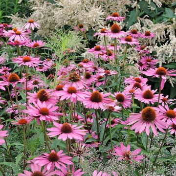 Echinacea Pink Parasol em sementes