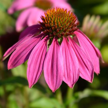 Echinacea Pow Wow Wild Berry em sementes