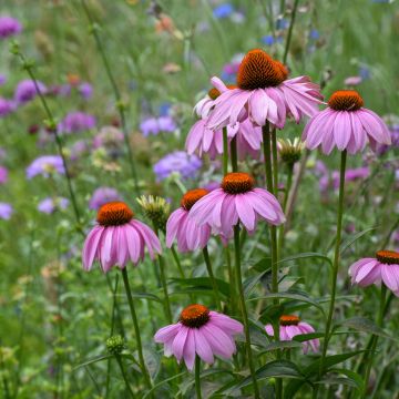 Echinacea purpurea em sementes