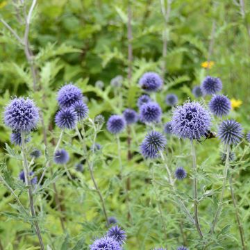 Echinops ritro em sementes