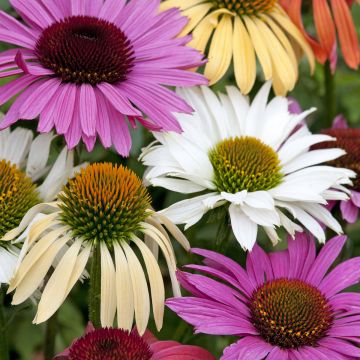 Echinacea Paradiso Tall Mix em sementes