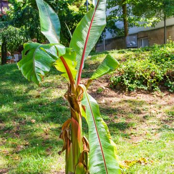 Ensete ventricosum em sementes