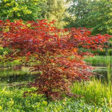 Ácer-do-japão Atropurpureum em sementes - Acer palmatum