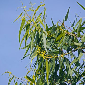 Corymbia citriodora Lemon Bush em sementes