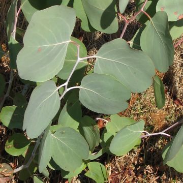 Eucalyptus polyanthemos em sementes - Eucalipto