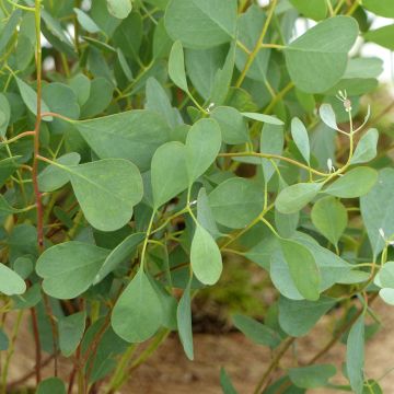 Eucalyptus websteriana em sementes - Eucalipto