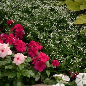 Sementes de Euphorbia Glamour