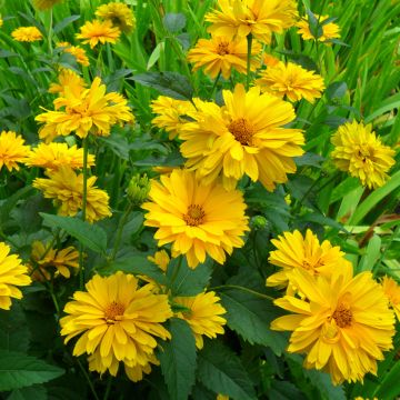 Heliopsis helianthoïdes Golden Double Hybrids em sementes